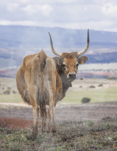 Foto de vaca mirando hacia cámara